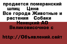 продается померанский шпиц  › Цена ­ 35 000 - Все города Животные и растения » Собаки   . Ненецкий АО,Великовисочное с.